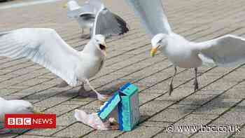 Rhyl man arrested for allegedly killing seagull with walking stick