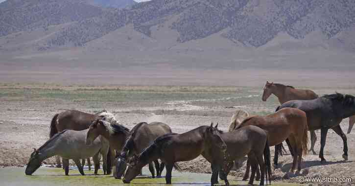 Letter: BLM numbers on wild horses aren’t backed by science
