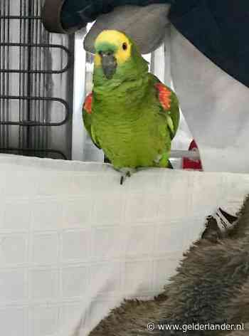 Mientje in zak en as omdat papegaai Chico de vleugels nam