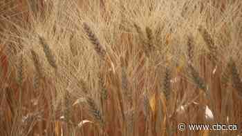 Brexit effect on Western Canadian wheat exports uncertain, experts say