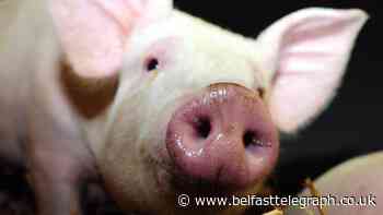 Firefighters battling to save pigs after they fall into slurry tank at Antrim farm