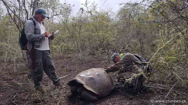 Descendants of extinct tortoise species found in Galapagos
