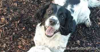 Belfast dog owner pleads for help to find pet who can't bark, hear or see well - Belfast Live
