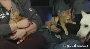 Adopt A Pet: River, Lester and 2 Kittens