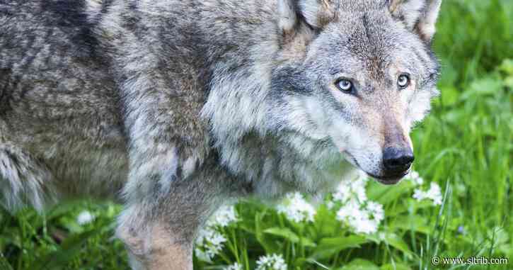 Maximilian Werner: The senseless treatment of predators in the West