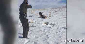 Calgary wildlife officer uses shotgun to free deer who locked antlers