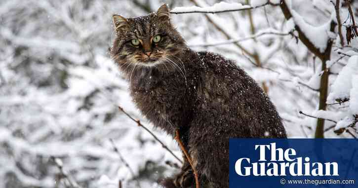 'World's worst cat' Perdita finds new home after purrfect publicity campaign