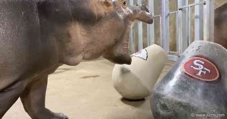 Hippo Fiona makes a mess of her Super Bowl pick