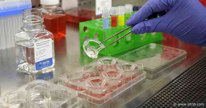 U.S. states join global push to ban animal-tested cosmetics