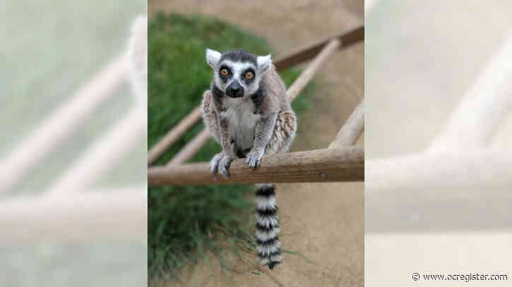 Man who stole lemur from zoo gets 12 years for Newport Beach burglaries