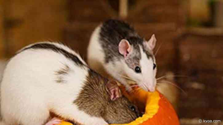 US states join global push to ban animal-tested cosmetics