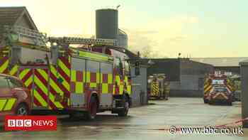 Thirty pigs dead after slurry pit incident in County Antrim