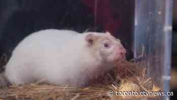 Wiarton Willie readies himself for Groundhog Day