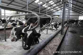 Hoeveel veehouders verdwijnen? Sint Anthonis schat nu 40 procent: ‘Dit heeft grote impact’