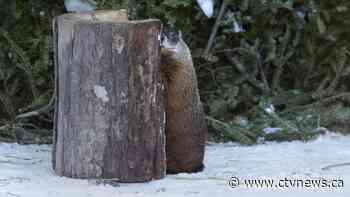Wiarton Willie, Shubenacadie Sam disagree about start of spring