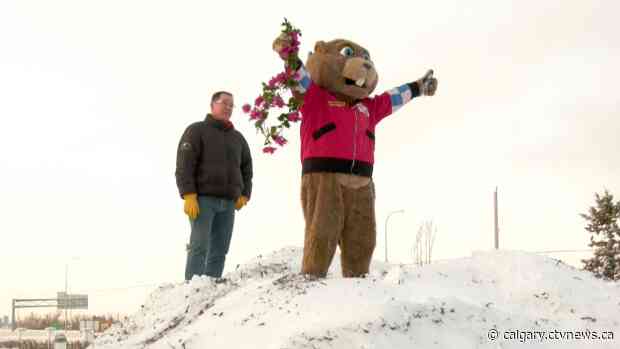 No shadow seen: Balzac Billy predicts Alberta headed to early spring