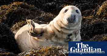 Wild grey seal caught ‘clapping’ on camera for the first time