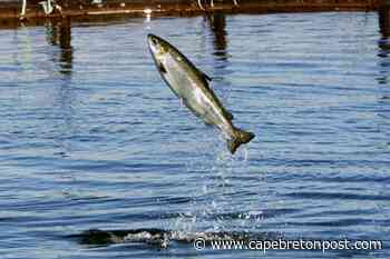 HELGA GUDERLEY: Five knocks against farming salmon along Nova Scotia coast - Cape Breton Post