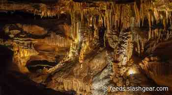 330-million-year-old shark head discovered in Kentucky
