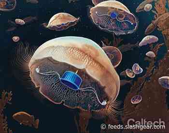 Engineers create a prosthetic device that helps jellyfish swim faster