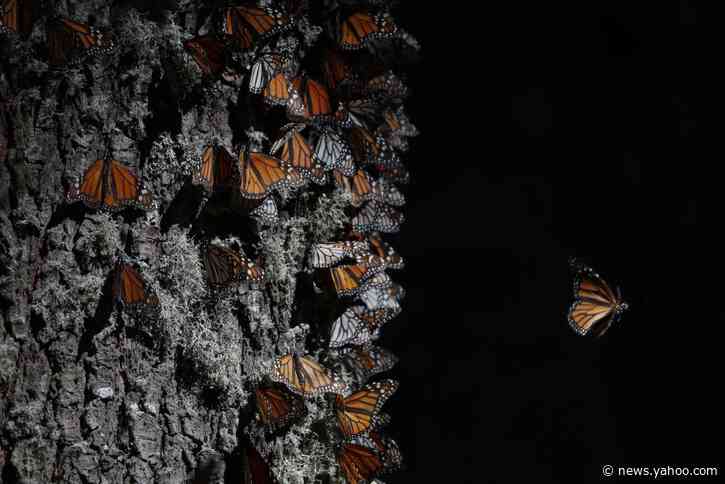 Butterfly reserve guide found slain in Mexico