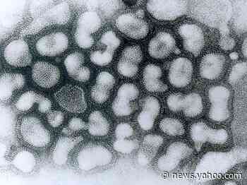 A 'highly pathogenic strain' of H5N1 bird flu has been reported in China's Hunan province