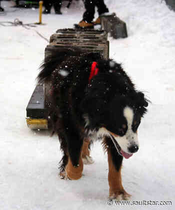 Dog pull