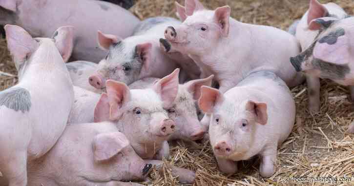 Do you want to cuddle pigs? This animal sanctuary needs your help.