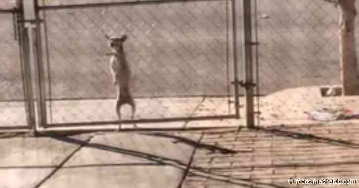 Watch this very smart dog climb over a freaking fence