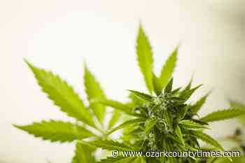 Medical marijuana facilities licensed in neighboring counties - Ozark County Times