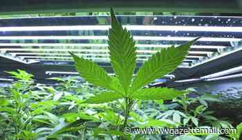 Kanawha commissioners clear way for medical cannabis in county - Charleston Gazette-Mail