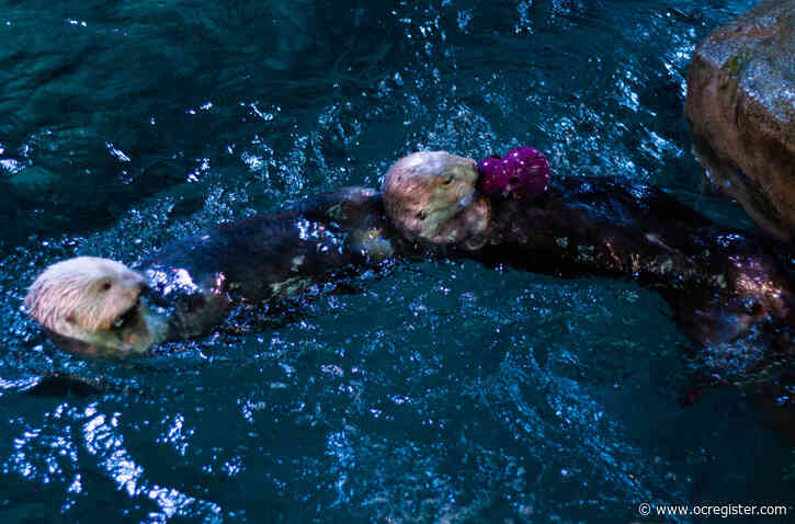 Aquarium of the Pacific’s Otter Bowl challenges otters to a buffet chow down