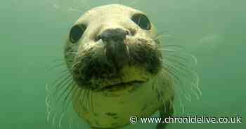 Why finally capturing this grey seal's behaviour off the Farne Islands deserves a round of applause