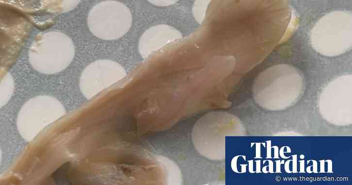 Potted ‘reptile’: the added ‘extra’ in our Sabra hummus