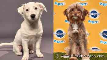Meet Pearl and Strudel, Houston rescue pups set to compete in Puppy Bowl XVI - KPRC Click2Houston