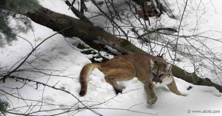 Utah bill puts more lions and bears in the crosshairs to protect deer. Critics say it runs contrary to science.