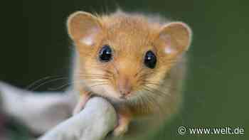 Diese Tiere kosten den Steuerzahler Millionen