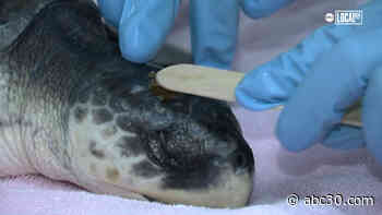 Record number of sea turtles rescued on Long Island due to climate change