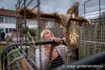 Vermiste Arnhemse papegaai Chico zegt ‘hou doe’ en houdt van piepers en kip