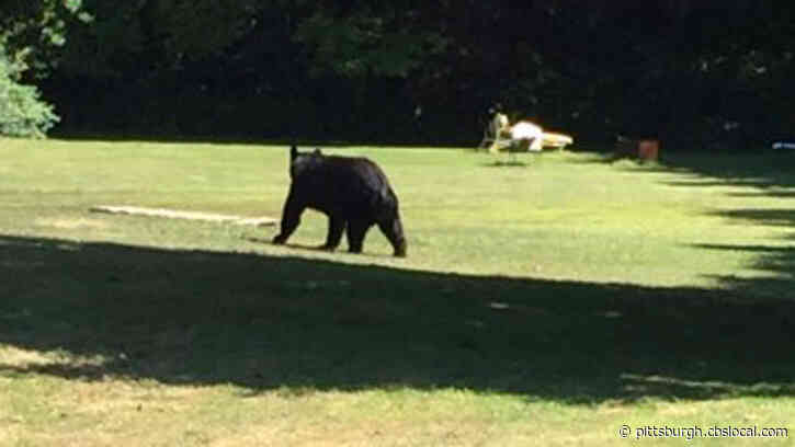 Pa. Hunters Killed Record Number of Black Bears Last Year