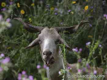 Screaming Ottawa goat gets head stuck in fence, resident calls cops thinking it's a child