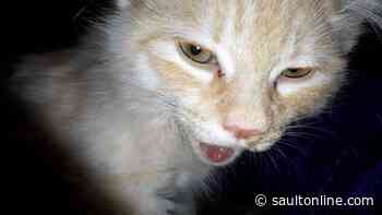 TAAG Urges Public to Be Aware of Local Cat Breeder
