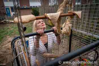 Vermiste Arnhemse papegaai Chico zegt ‘houdoe’ en houdt van piepers en kip