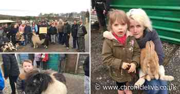 'The horses are my life': Durham allotment holders furious at council threat to end animal keeping