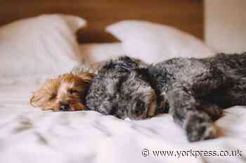 Vets warning to dog owners as vomiting condition spreads throughout the UK