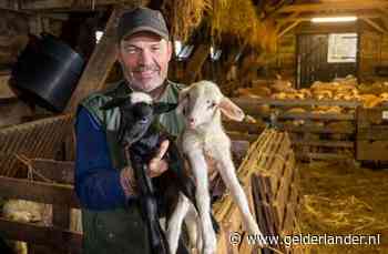 De eerste lammetjes zijn geboren bij de Edese schaapskudde