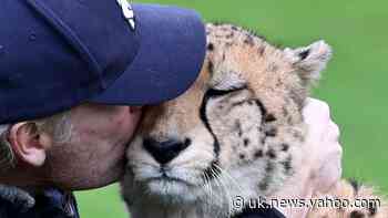 Wildlife expert cuddles hand-reared cheetah before they say goodbye