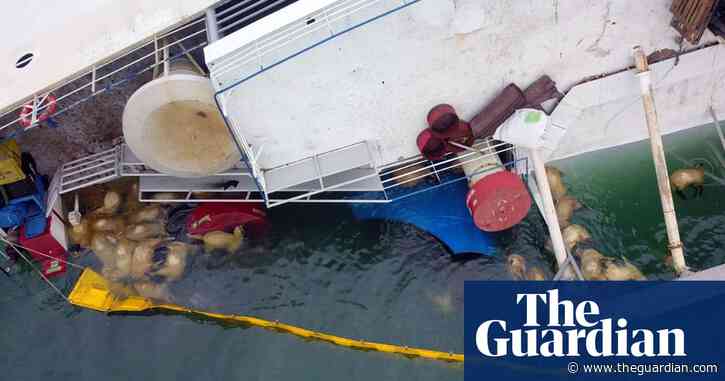 Secret decks found on ship that capsized killing thousands of sheep