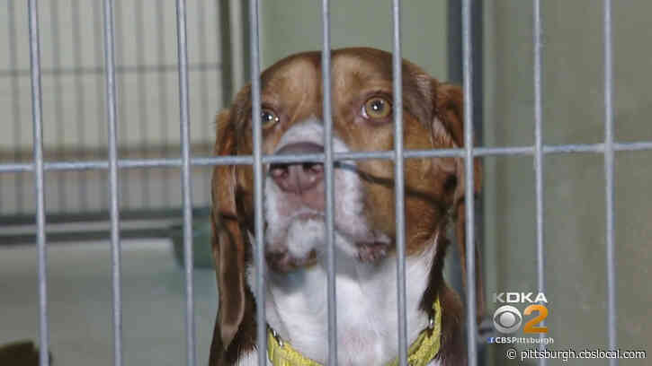 Furry Tails: Super Bowl Champ Helping Homeless Pets