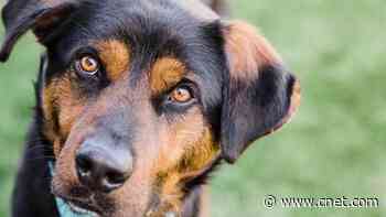 Super Bowl-winning Chiefs player pays all dog adoption fees at shelter     - CNET